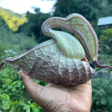 DUCK FLOWER