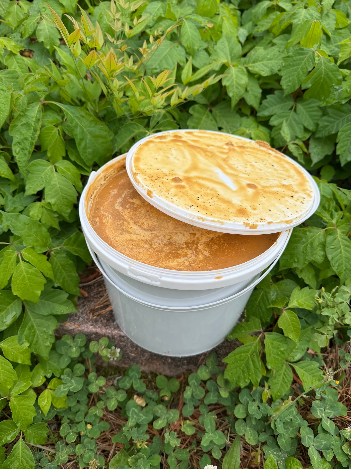 Gallon 100% Raw Batana.
